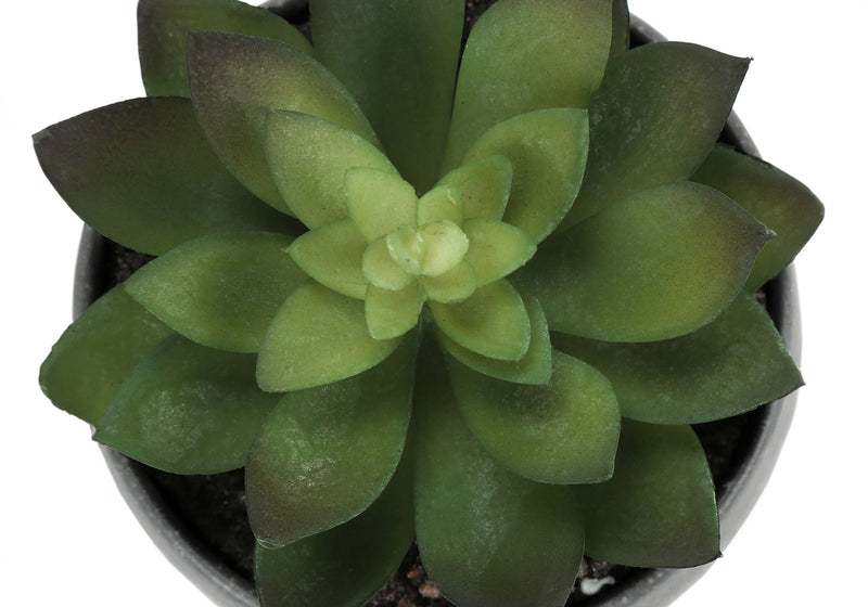 Artificial Succulent Plants (Set of 3)